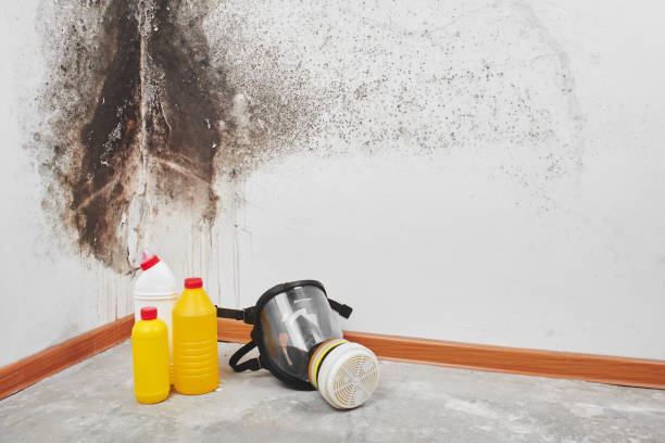 Best DIY Mold Remediation Support Services in Sallisaw, OK