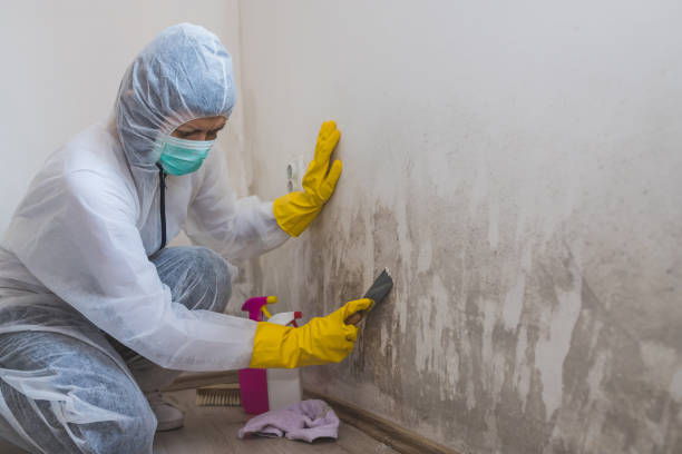 Best Black Mold Remediation in Sallisaw, OK