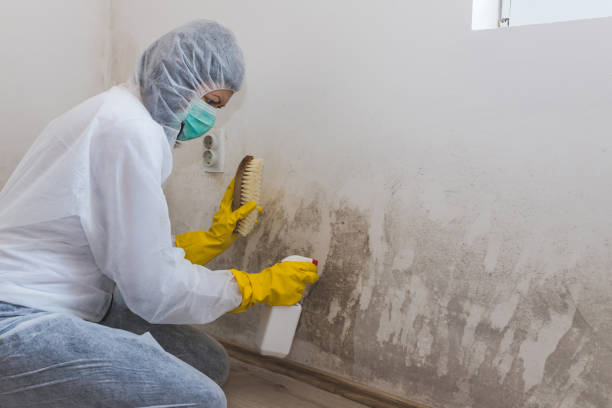 Best Insurance-Related Mold Remediation in Sallisaw, OK