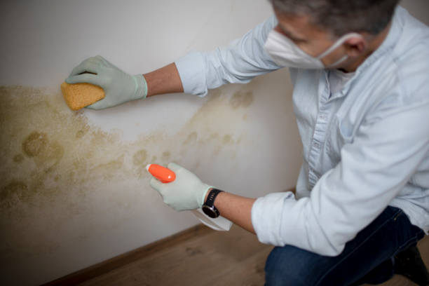 Best Mold Testing and Inspection Services in Sallisaw, OK
