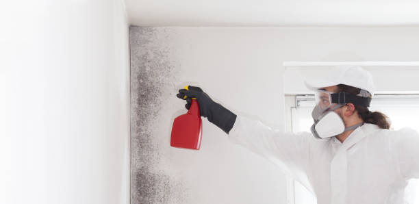 Best Emergency Mold Remediation in Sallisaw, OK