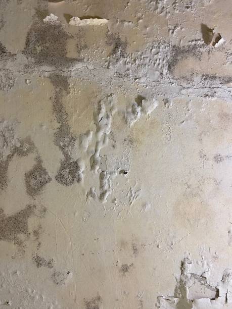 Best Localized Mold Remediation (e.g., coastal areas, humid climates) in Sallisaw, OK