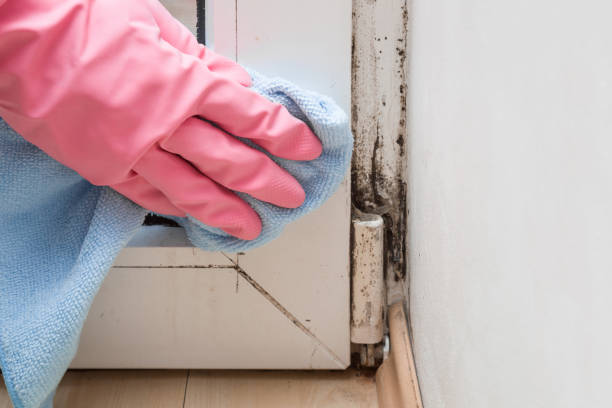 Best Industrial Mold Remediation in Sallisaw, OK